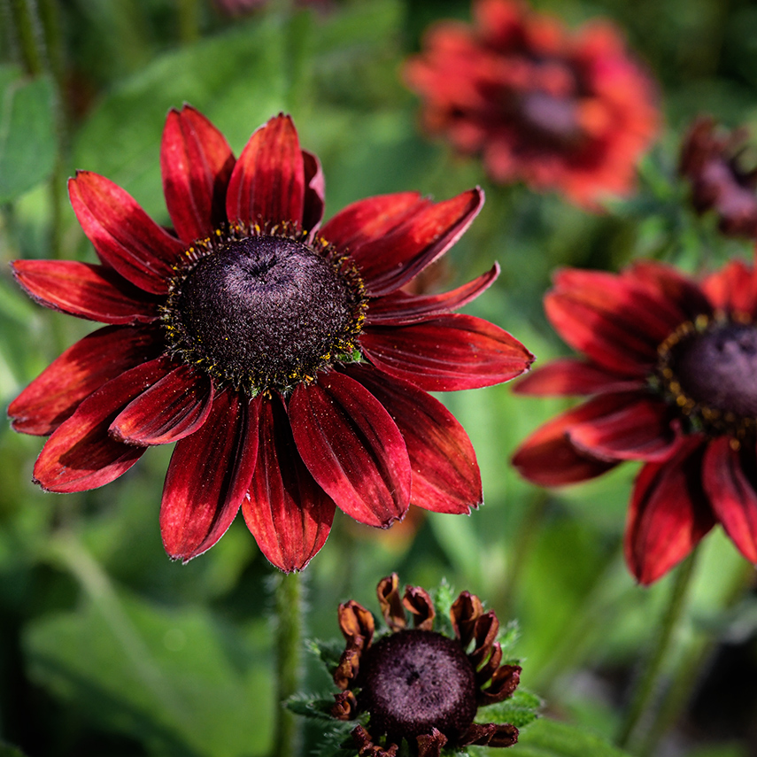 Cherry Brandy Rudbeckia Seeds Baker Creek Heirloom Seeds